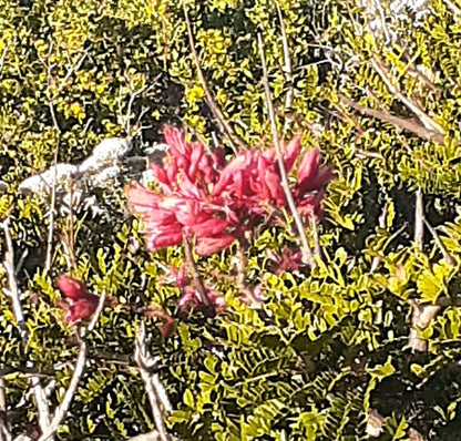 COASTAL FYNBOS TRAIL