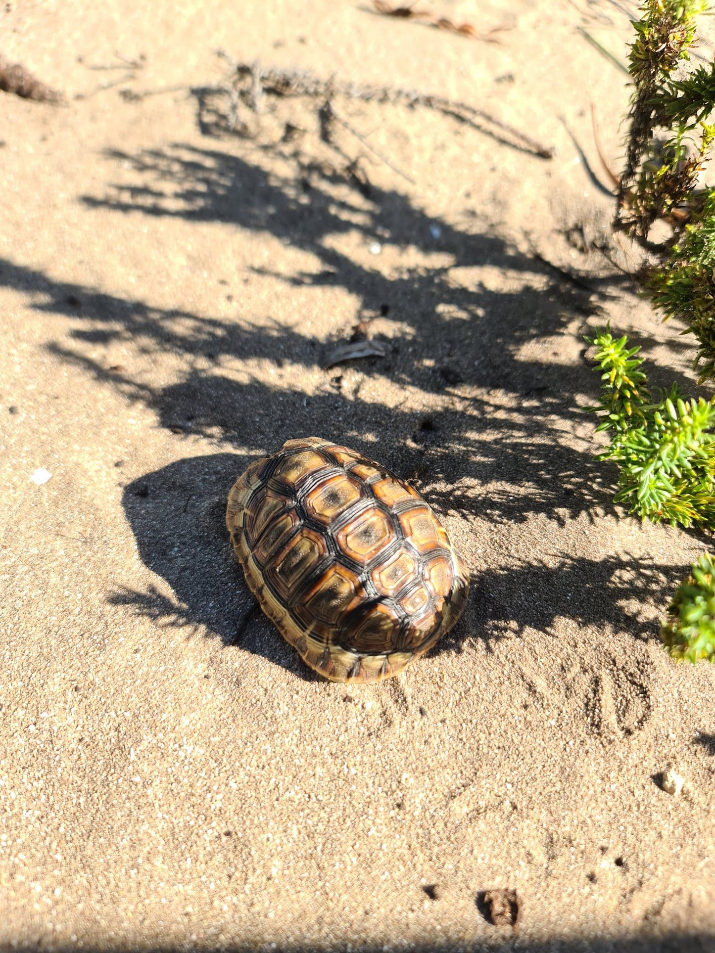 COASTAL FYNBOS TRAIL