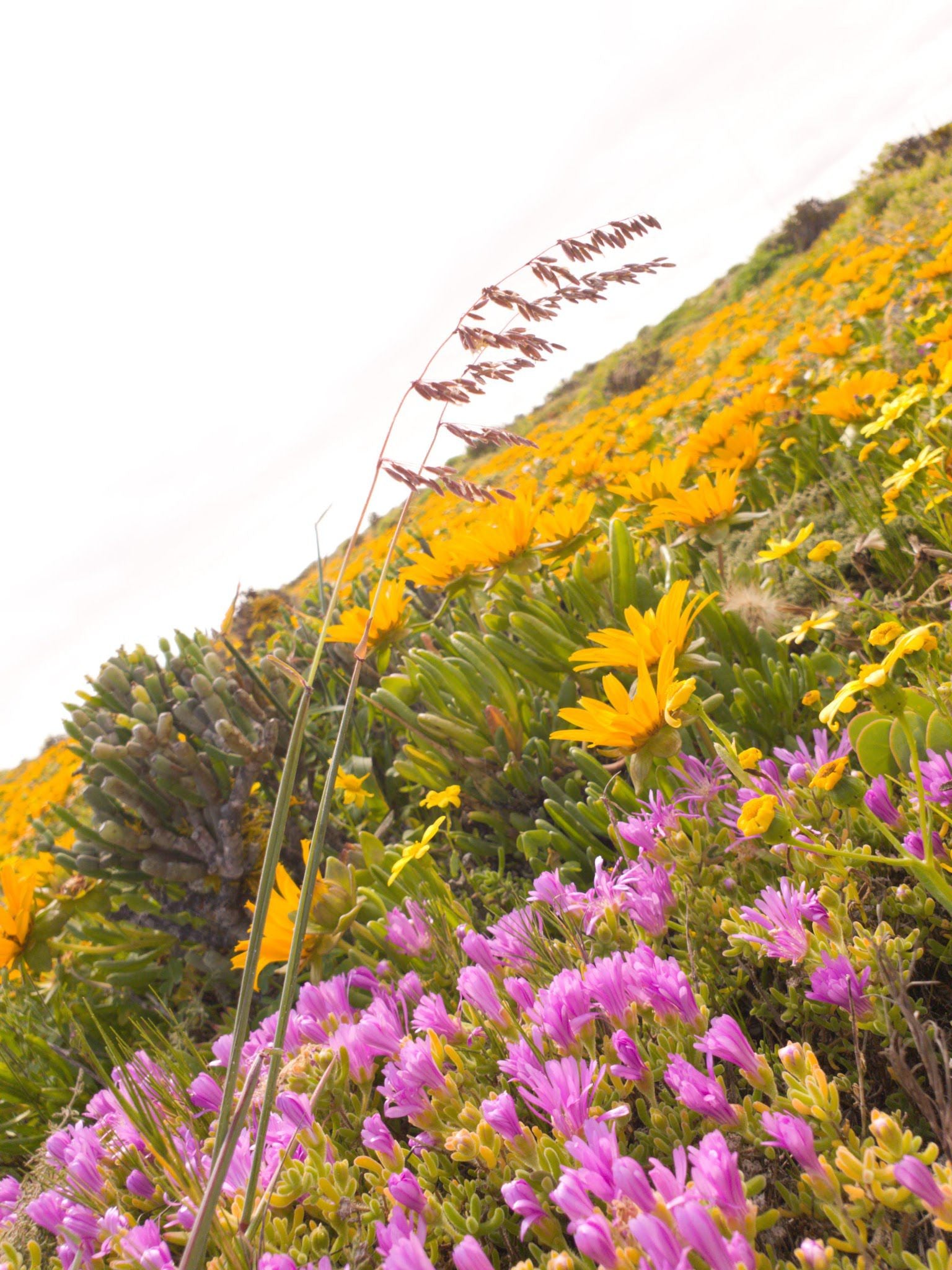  Cape Columbine Nature Reserve