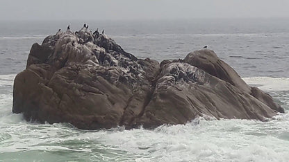  Cape Columbine Nature Reserve