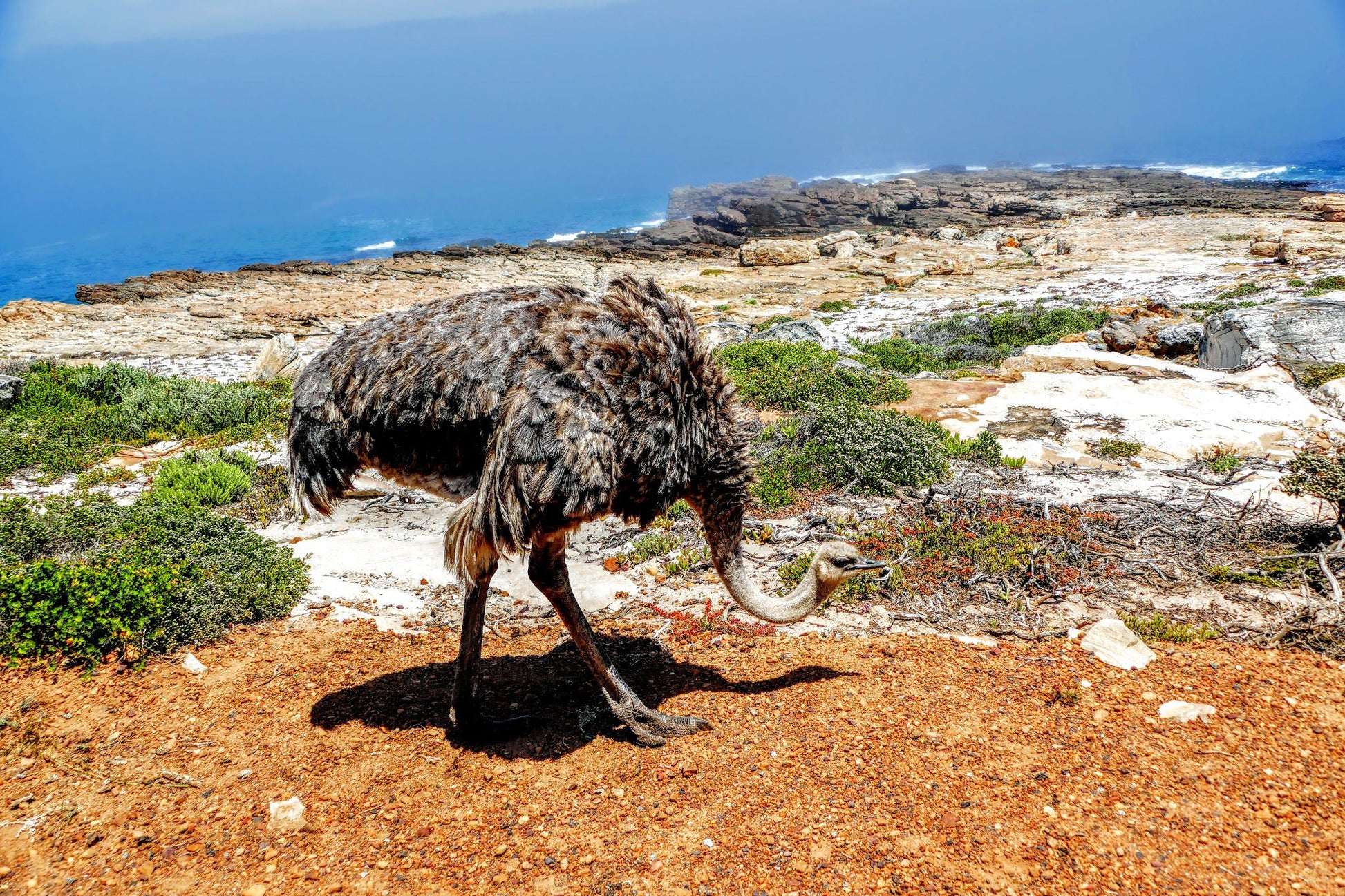  Cape Point Nature Reserve