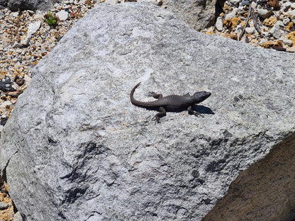  Cape Point Nature Reserve