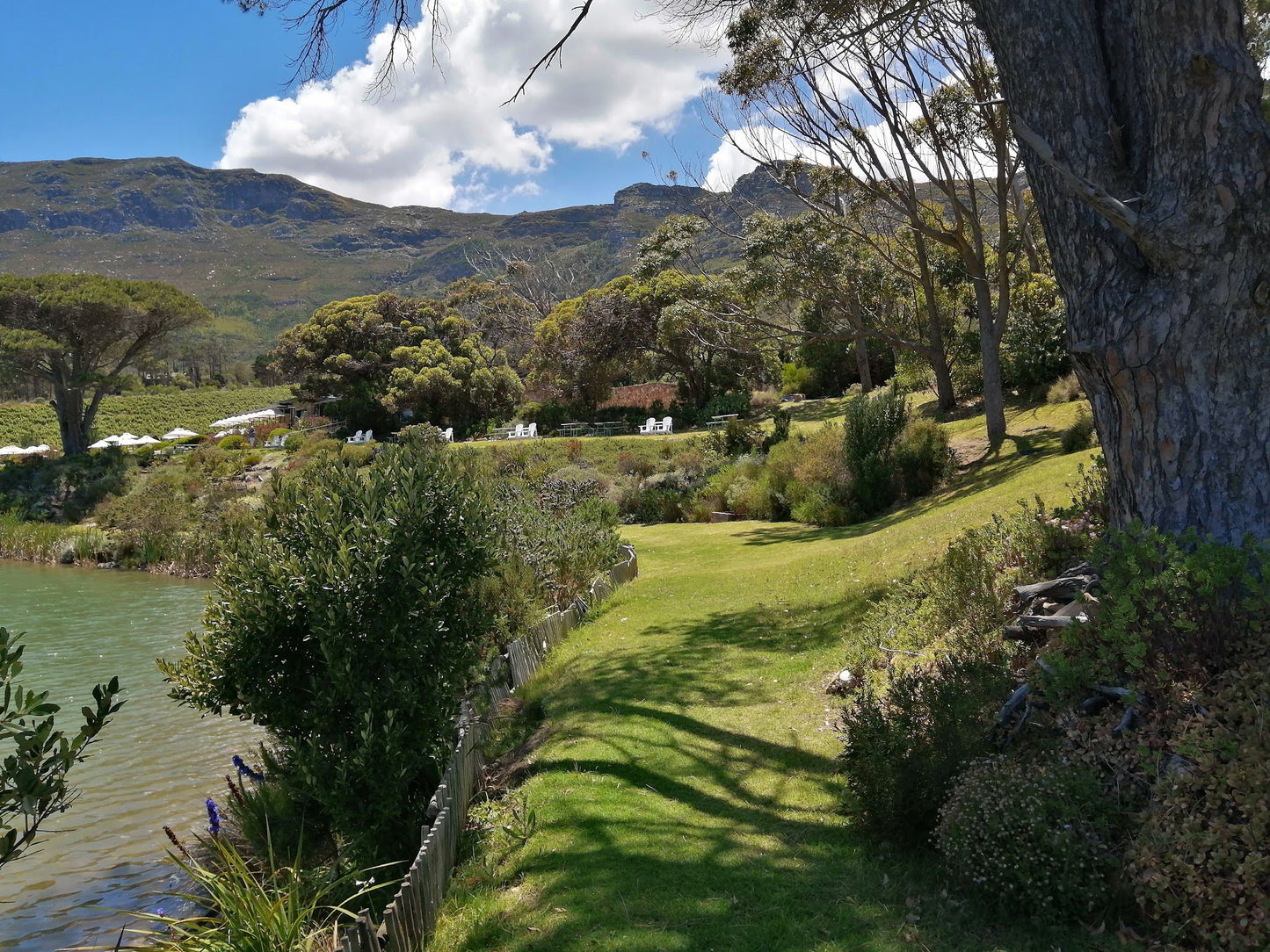  Cape Point Vineyards