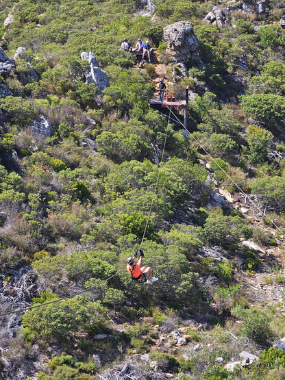  Cape Town Ziplines SA Forest Adventures