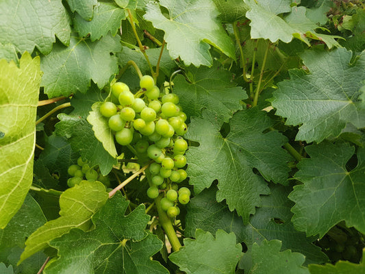  Cathedral Peak Wine Estate