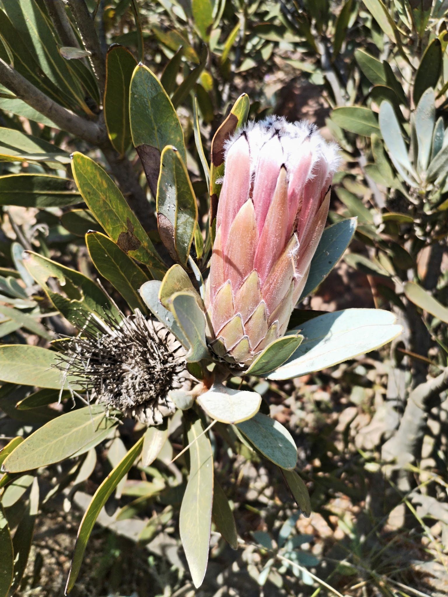  Cederberg Wines