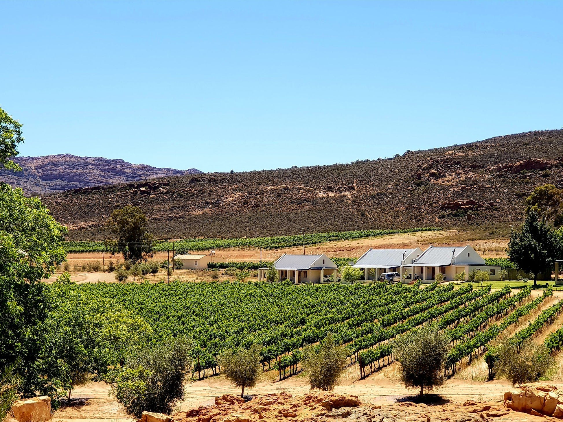  Cederberg Wines