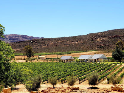  Cederberg Wines