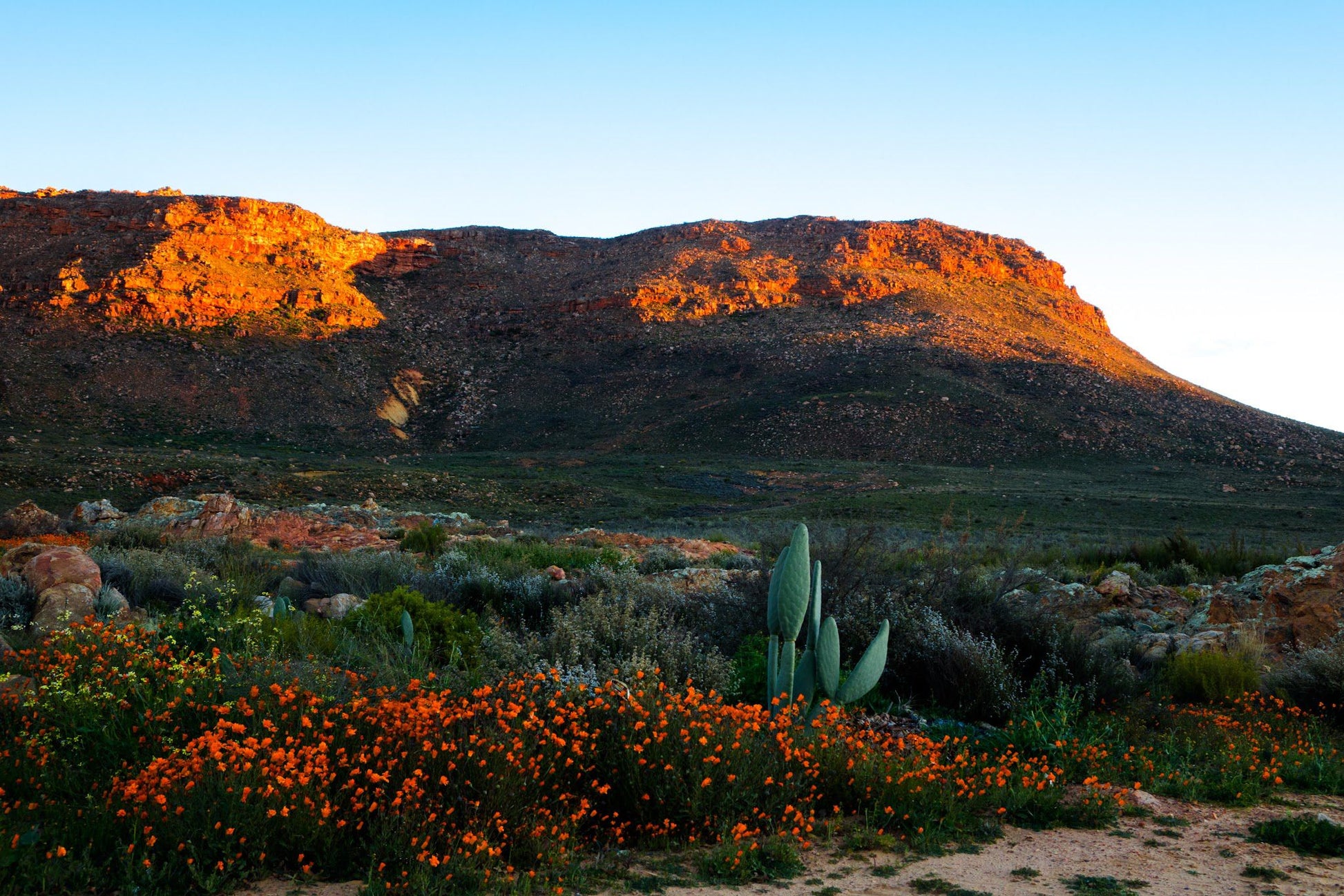  Cederberg Wines