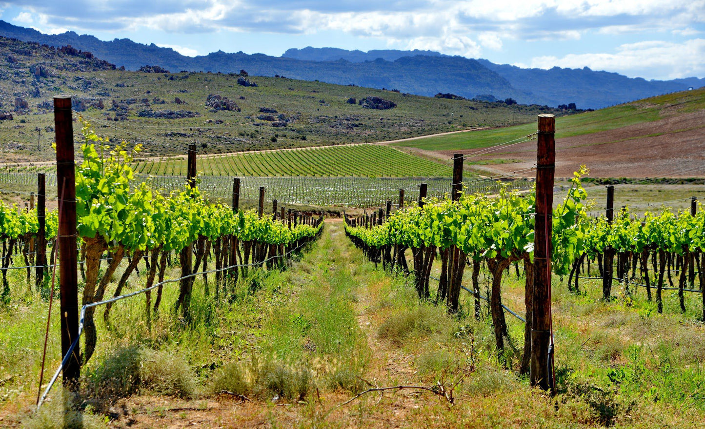  Cederberg Wines