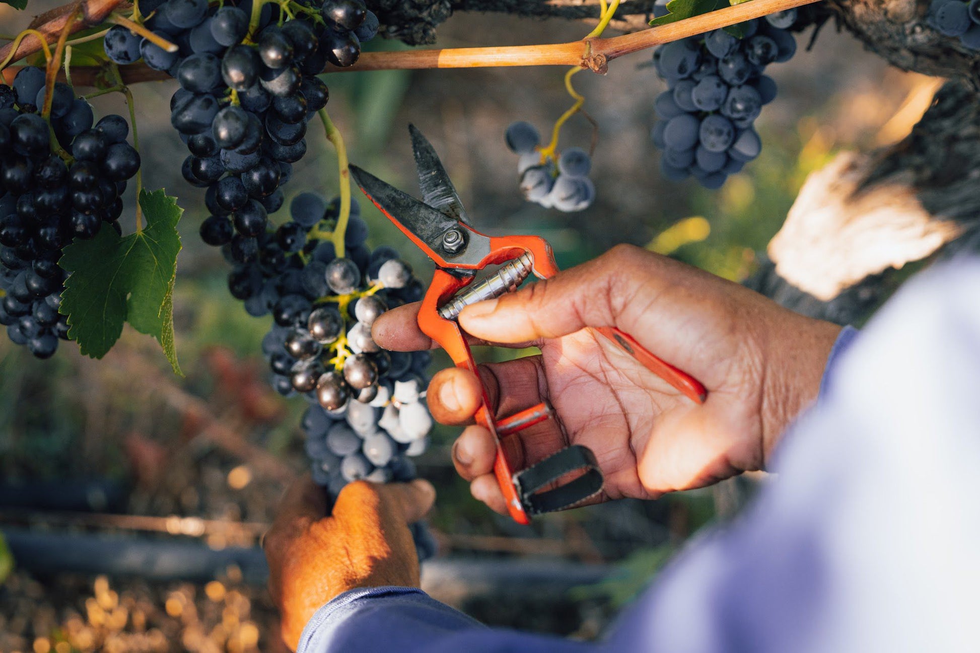  Cederberg Wines