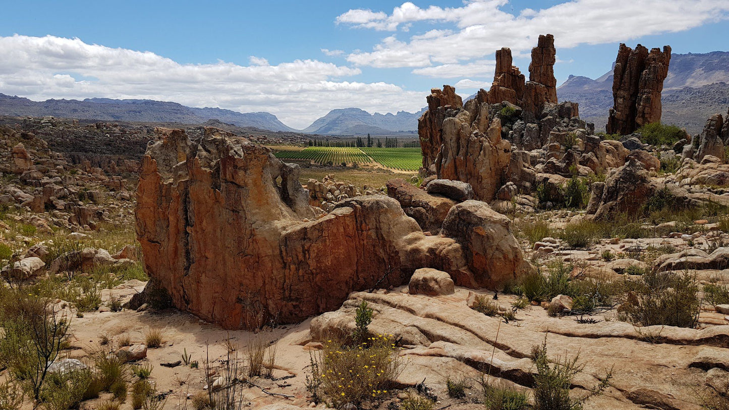  Cederberg Wines