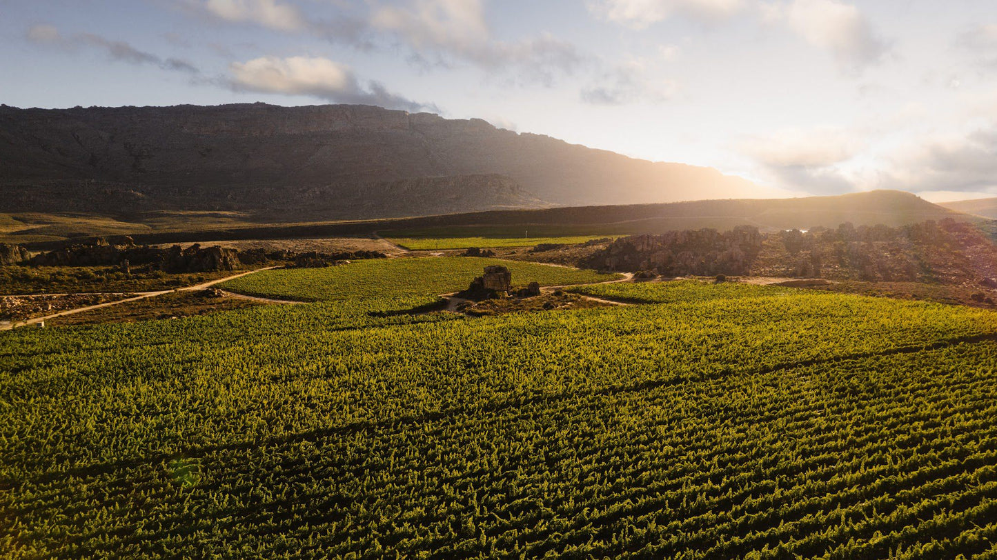  Cederberg Wines