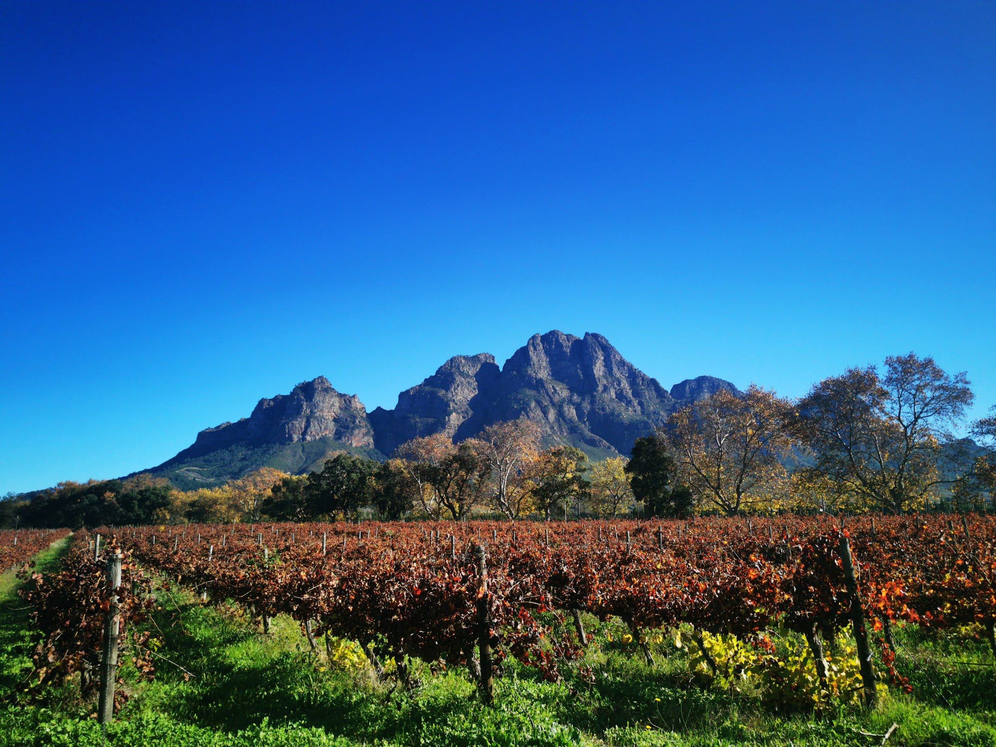  Cellar Door Wine Tasting at Boschendal