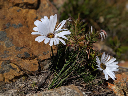 Chapman's Peak Hiking Trail - Start Point