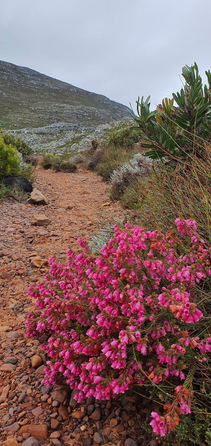 Chapman's Peak Hiking Trail - Start Point