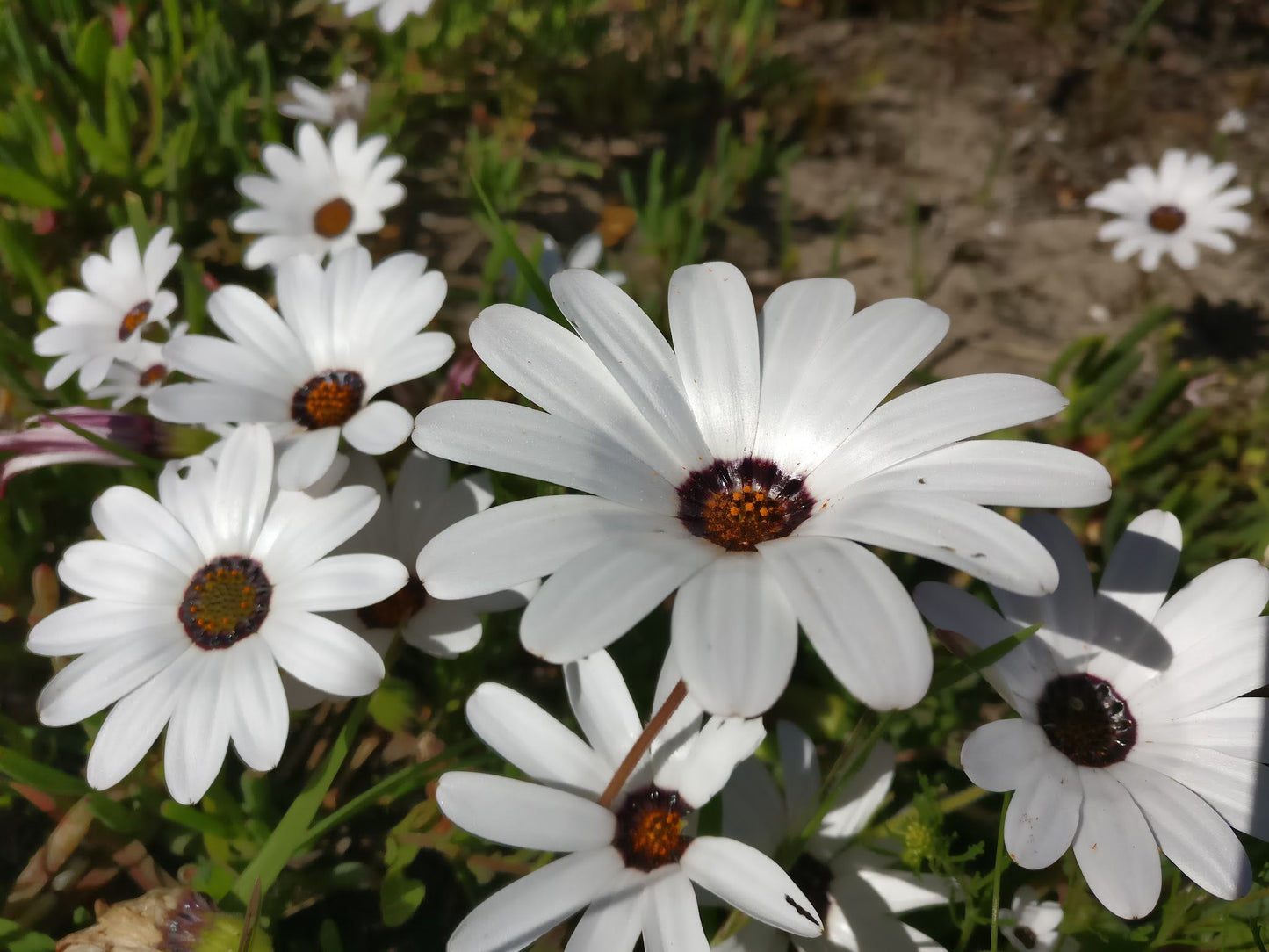  Chapman's Peak Nature Sanctuary