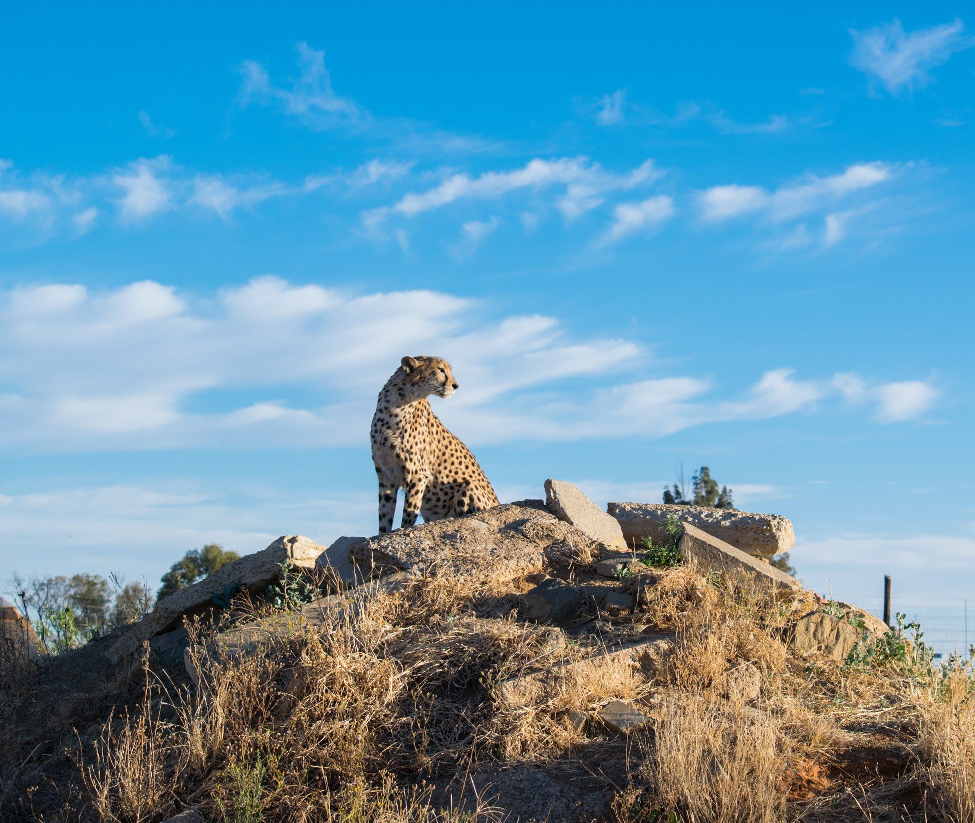  Cheetah Experience (ZA Cheetah Conservation)