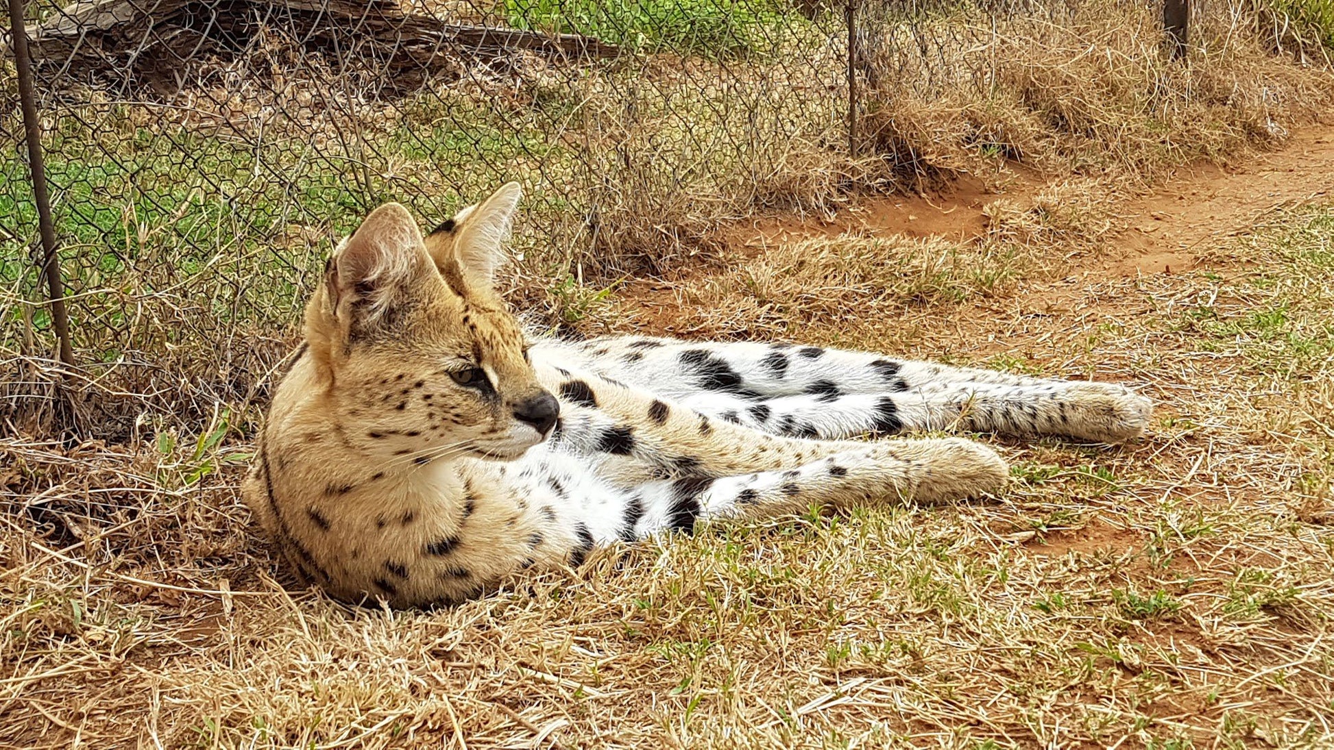  Cheetah Experience (ZA Cheetah Conservation)