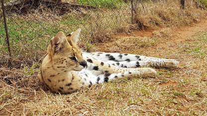  Cheetah Experience (ZA Cheetah Conservation)