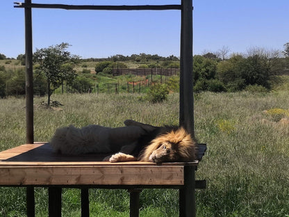  Cheetah Experience (ZA Cheetah Conservation)