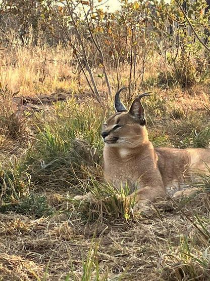  Cheetah Experience (ZA Cheetah Conservation)