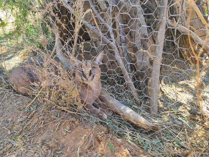  Cheetah Experience (ZA Cheetah Conservation)