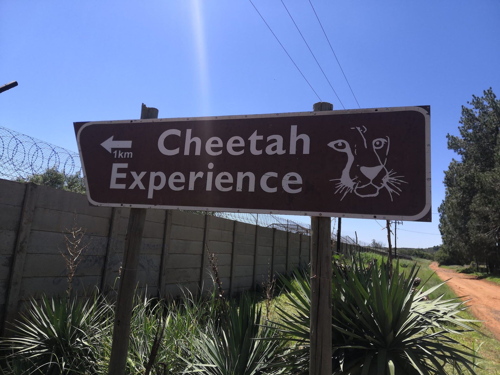  Cheetah Experience (ZA Cheetah Conservation)