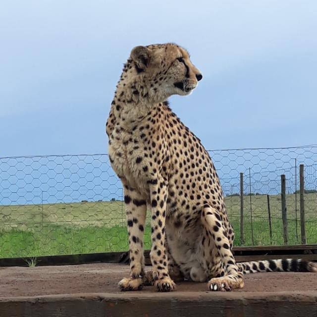  Cheetah Experience (ZA Cheetah Conservation)