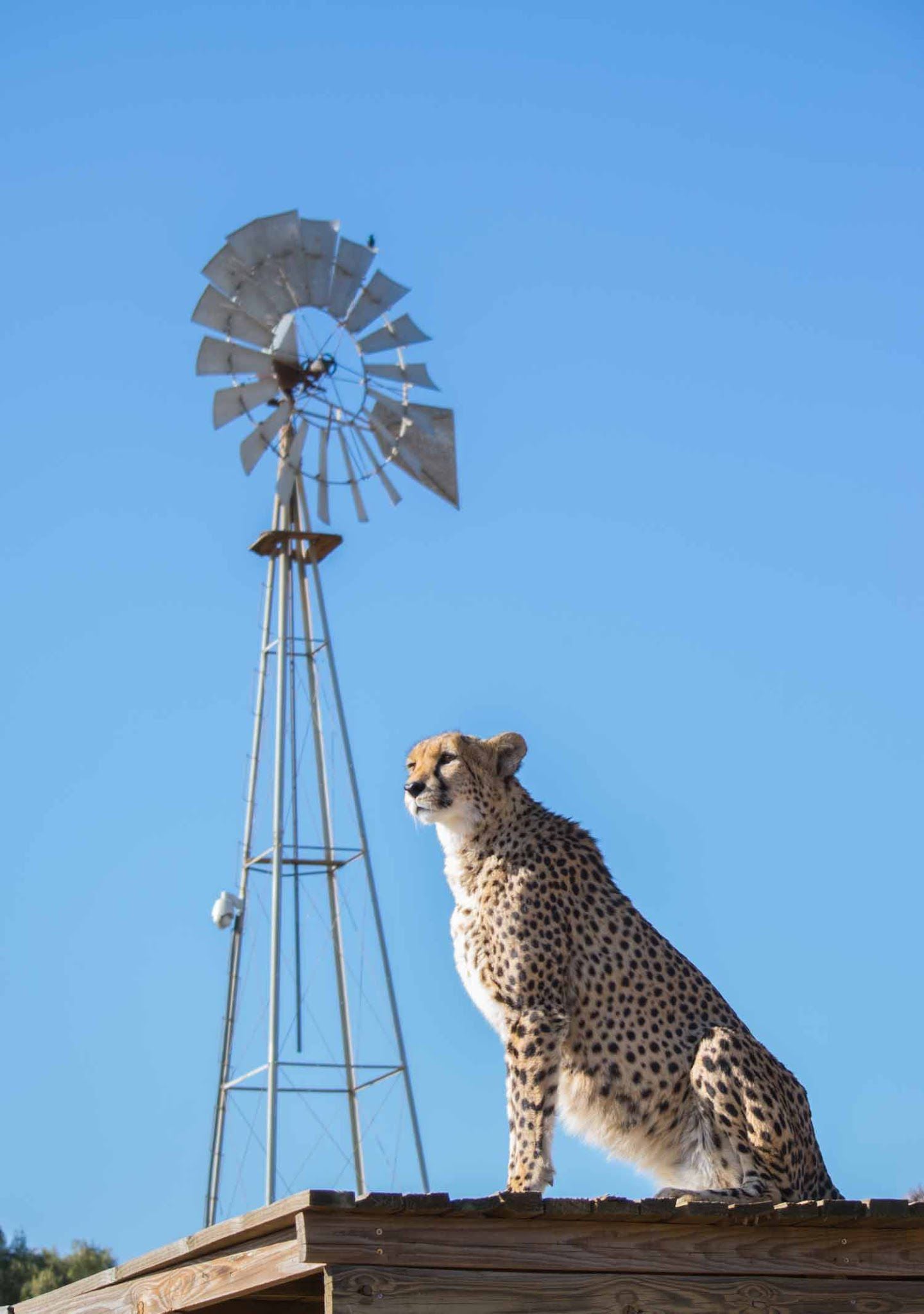  Cheetah Experience (ZA Cheetah Conservation)