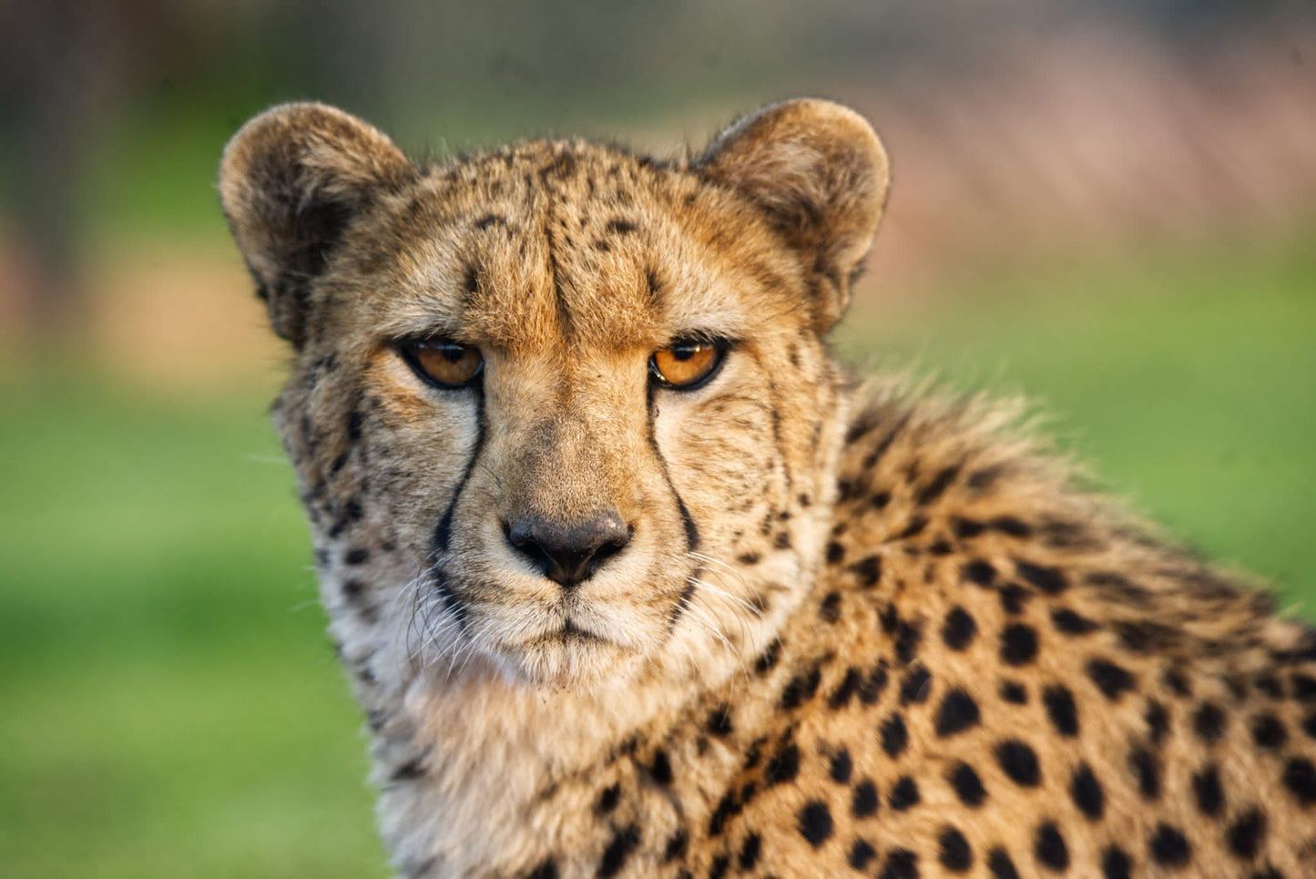  Cheetah Experience (ZA Cheetah Conservation)