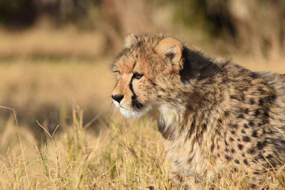  Cheetah Experience (ZA Cheetah Conservation)