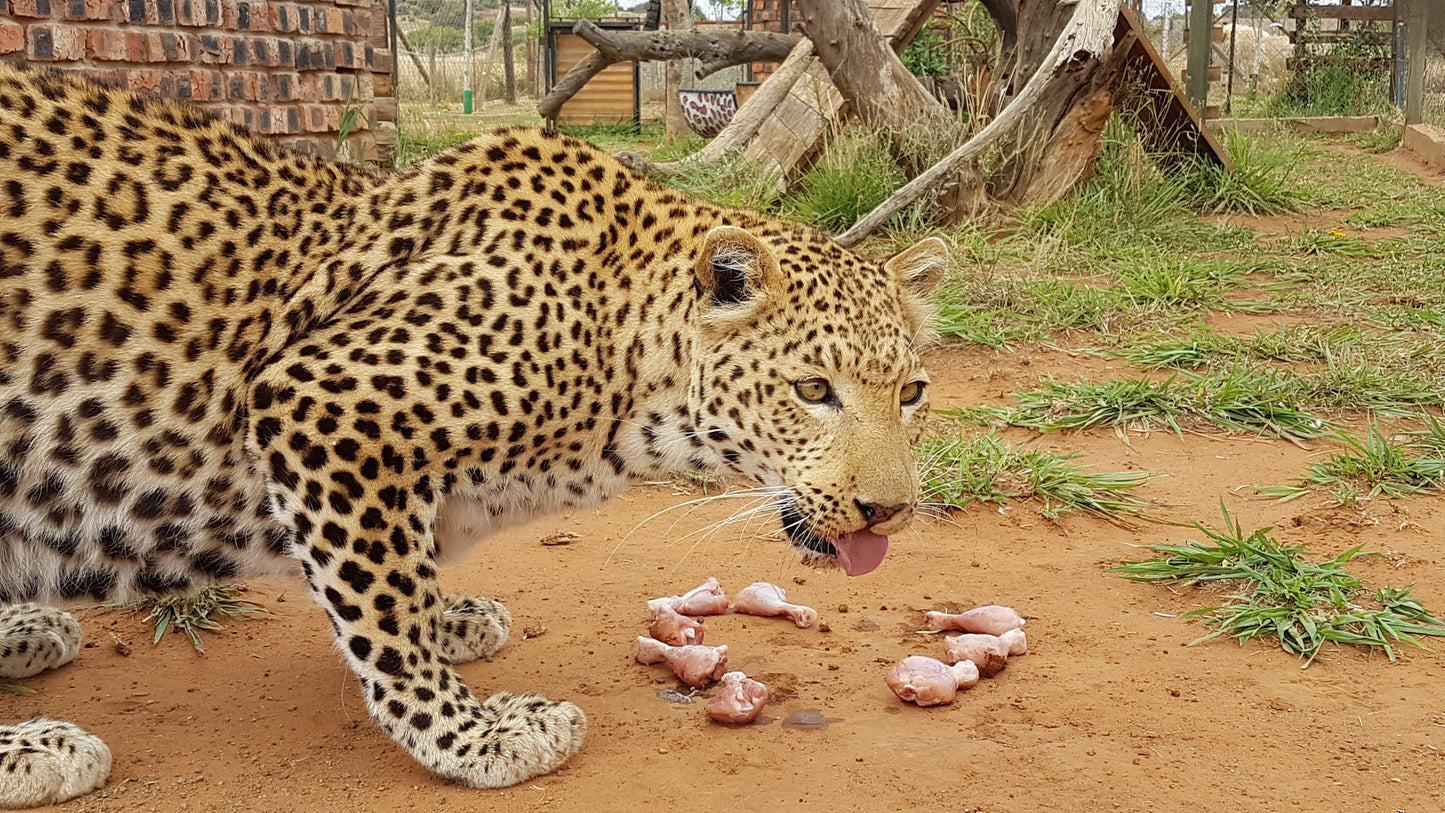  Cheetah Experience (ZA Cheetah Conservation)