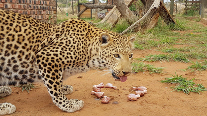  Cheetah Experience (ZA Cheetah Conservation)