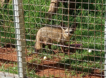  Cheetah Experience (ZA Cheetah Conservation)