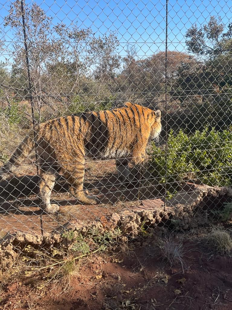  Cheetah Experience (ZA Cheetah Conservation)