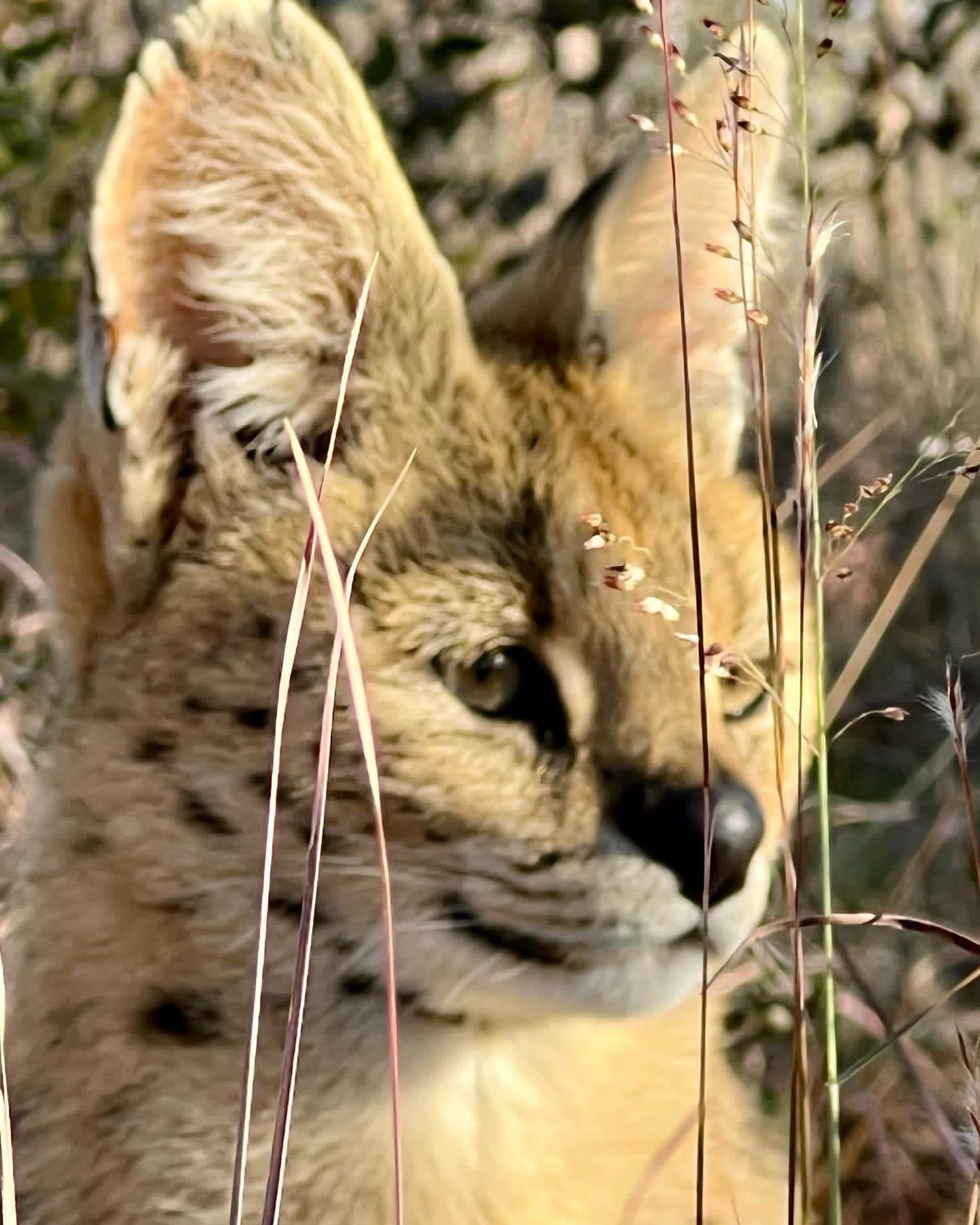  Cheetah Experience (ZA Cheetah Conservation)