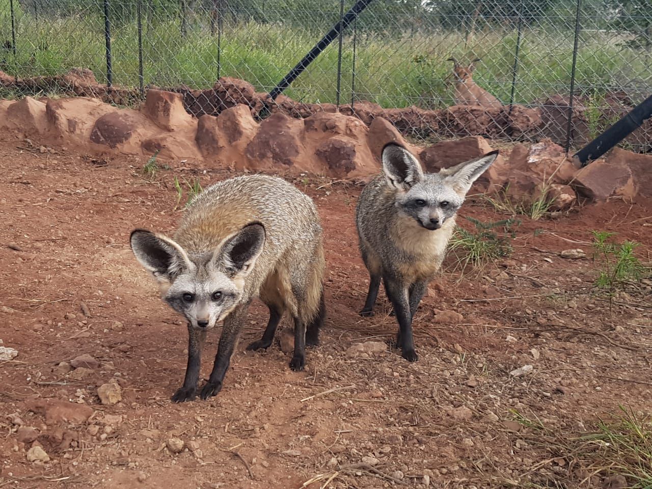  Cheetah Experience (ZA Cheetah Conservation)