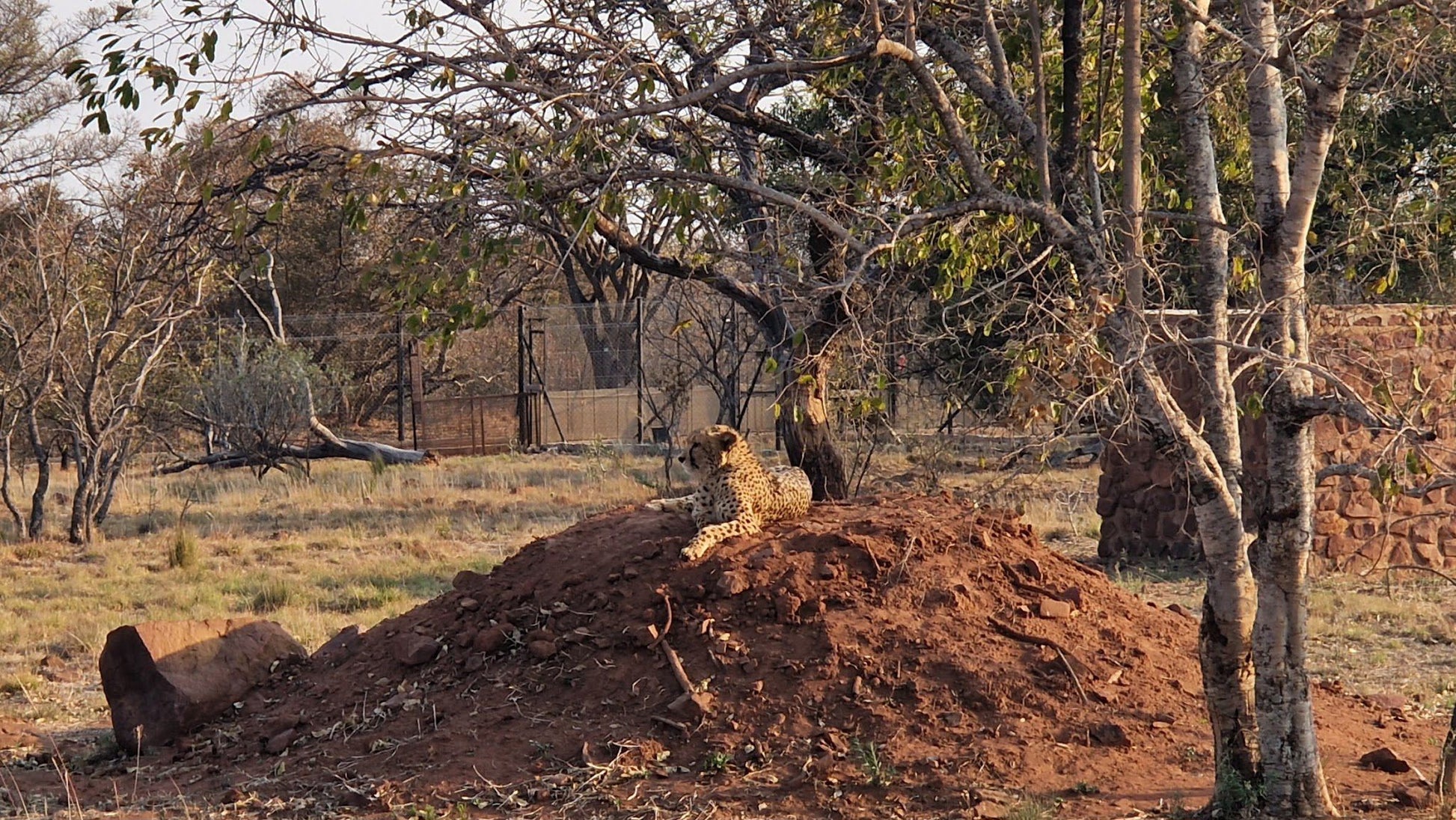  Cheetah Experience (ZA Cheetah Conservation)