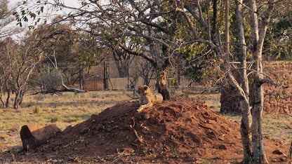  Cheetah Experience (ZA Cheetah Conservation)