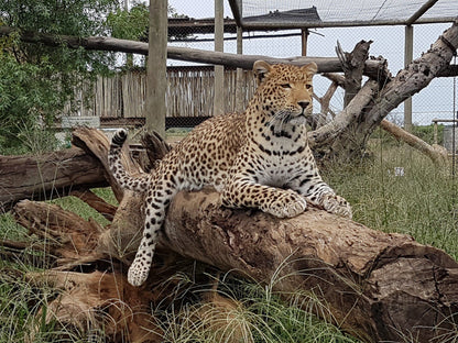  Cheetah Experience (ZA Cheetah Conservation)