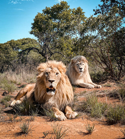  Cheetah Experience (ZA Cheetah Conservation)