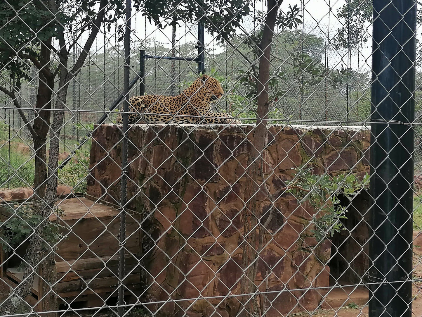  Cheetah Experience (ZA Cheetah Conservation)