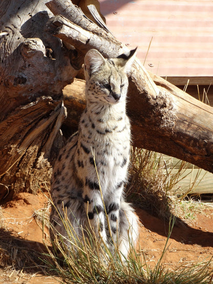  Cheetah Experience (ZA Cheetah Conservation)