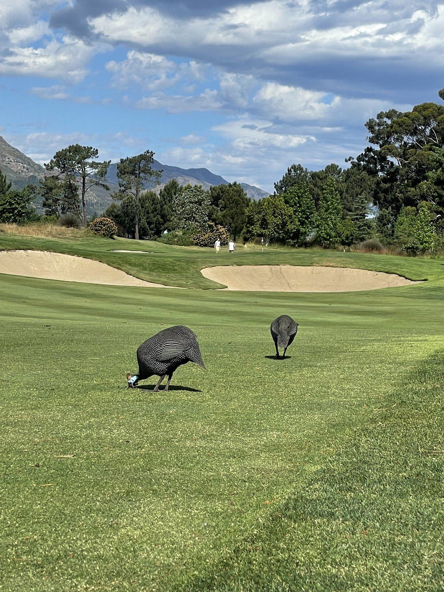 Complementary Colors, Ball Game, Sport, Golfing, Animal, Bird, Pearl Valley on Val de Vie Estate, R301 Wemmershoek Rd, Paarl, 7646