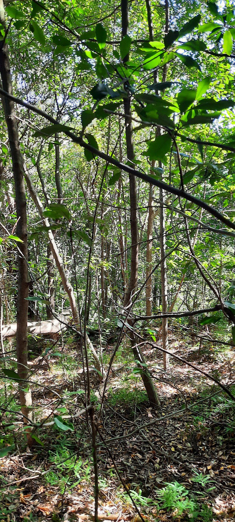 Contour Path Picnic Area (Carousel)