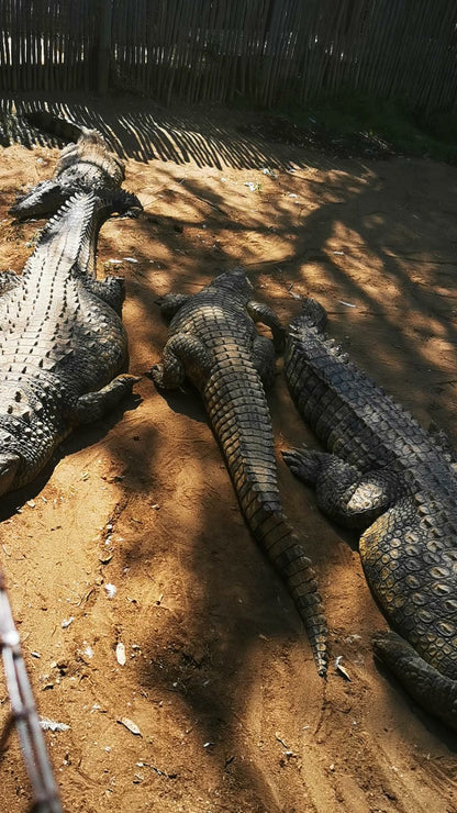  Croc City Crocodile & Reptile Park