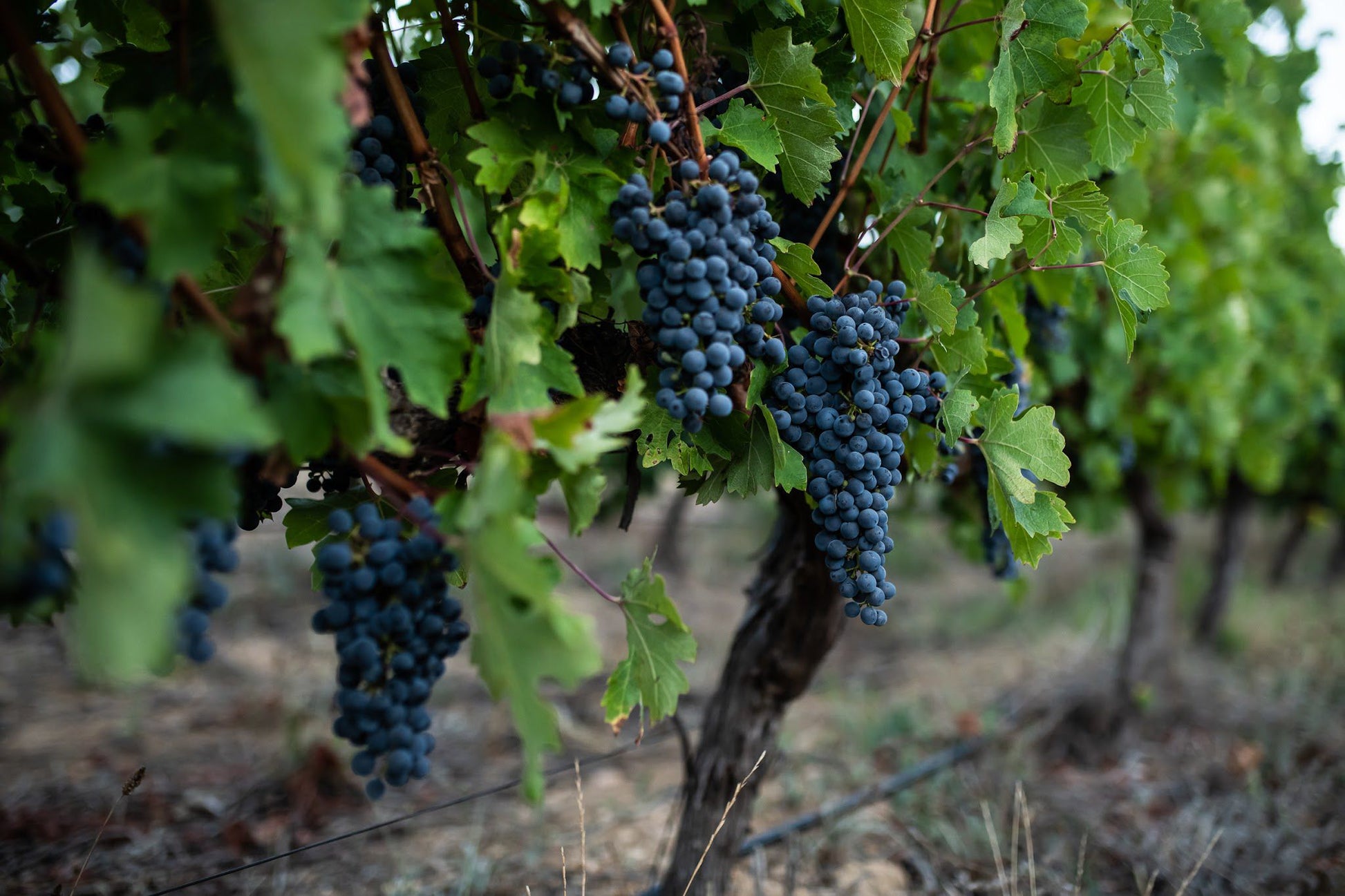  David Finlayson Wines at Edgebaston Vineyard