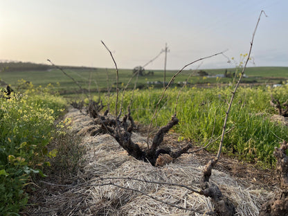  David & Nadia (Wine of origin Swartland)