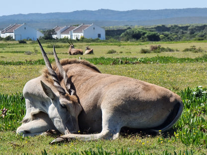  De Hoop Nature Reserve